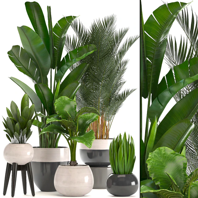 Collection of plants. strelitzia, banana, palm tree, hovea, alocasia, interior plants, scandinavian style, pot, flowerpot, luxury decor, strelitzia — Descargar