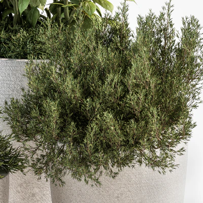 indoor Plant Set 191 - Plant in pot — Ver 3