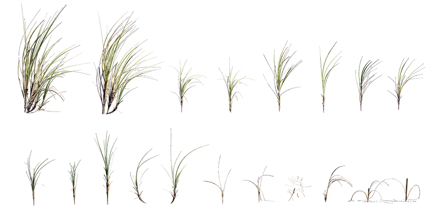 sea wheatgrass 001 — Descargar