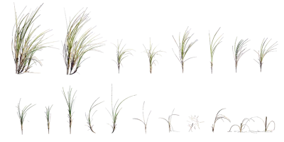 sea wheatgrass 001 — Descargar