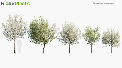 pyrus nivalis — download