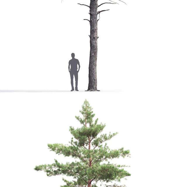 Pinus Sylvestris # 6 (14.5m) — Descargar