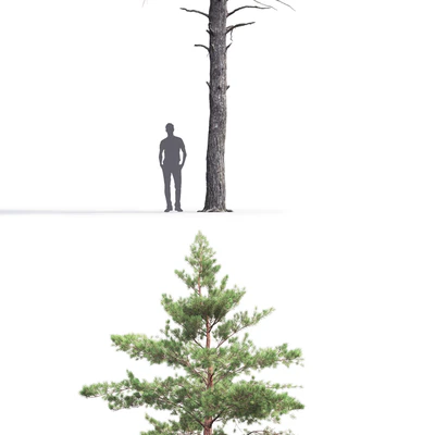 Pinus Sylvestris # 6 (14.5m) — Ver 2