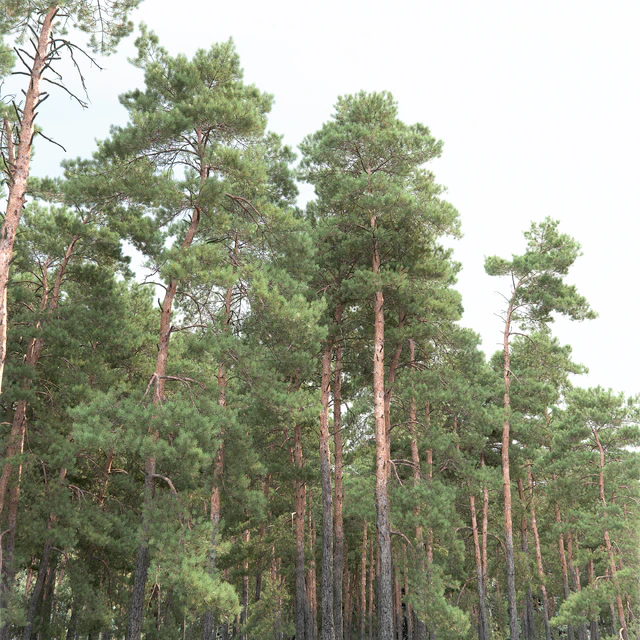 Pine — Descargar