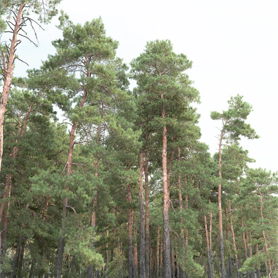 Pine — Ver 3