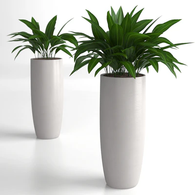 Aspidistra plants — Вид 3