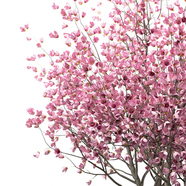 Set of Chinese Magnolia Trees (Saucer Magnolia) (3 Trees) — Descargar