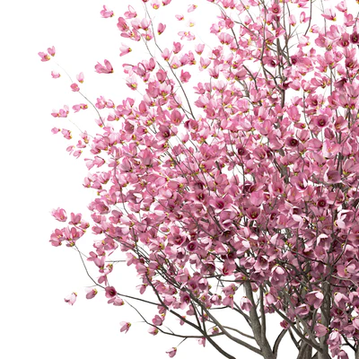 Set of Chinese Magnolia Trees (Saucer Magnolia) (3 Trees) — Ver 5