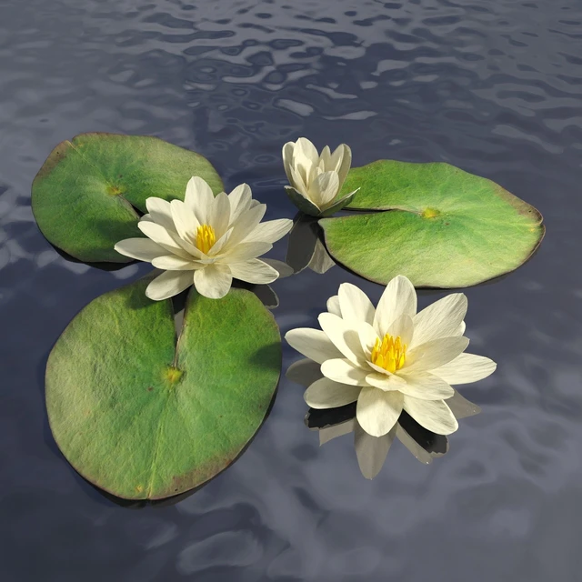 Water lily — Descargar