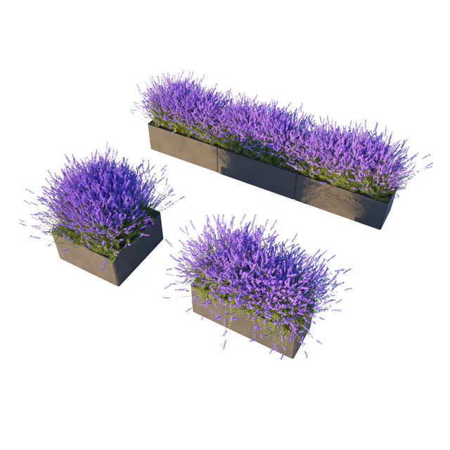 Lavender in Cubes — Descargar