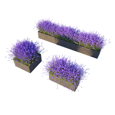 Lavender in Cubes — Ver 3