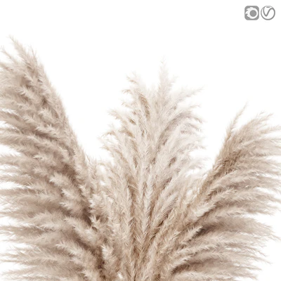 Pampas grass in glass vase 7 — Вид 2