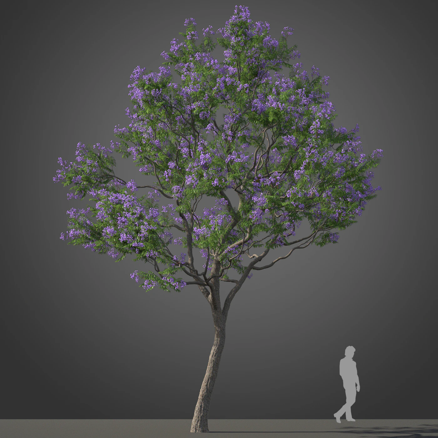 subtropical trees 015 — Скачать