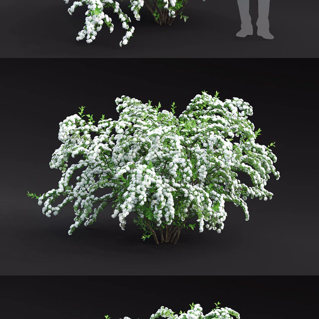 Spiraea Vanhouttei — Скачать