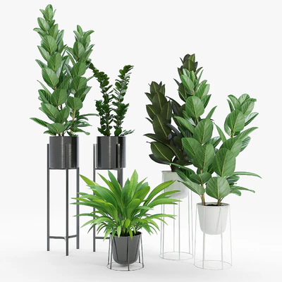Set Ficus — Вид 3