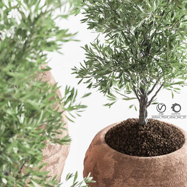 Indoor Plant olive Set 10 — Descargar