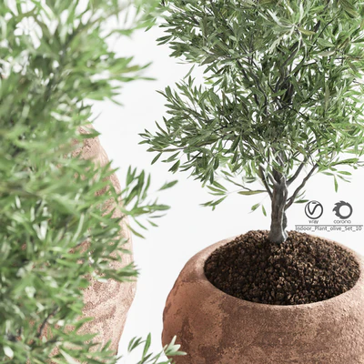 Indoor Plant olive Set 10 — Ver 3