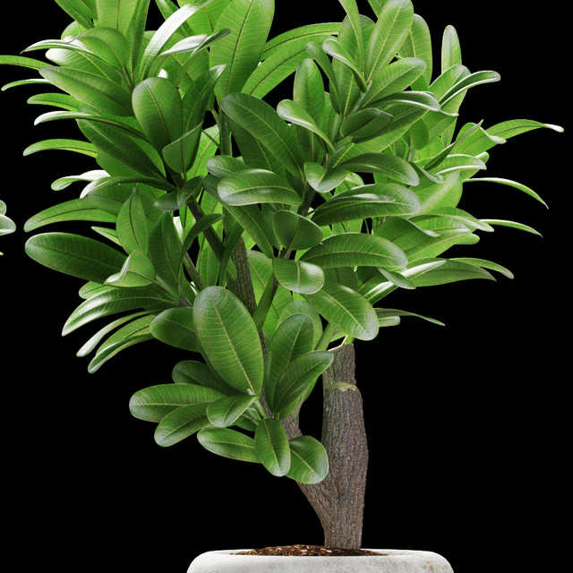 PLANTS 145 — Descargar