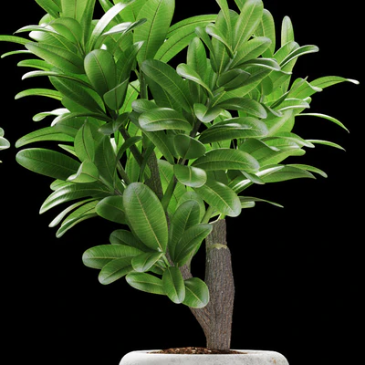 PLANTS 145 — Ver 3