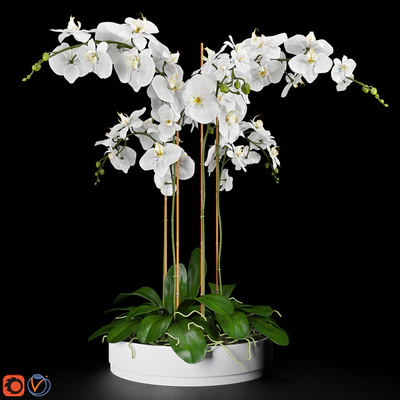Orchid 5 — Вид 1