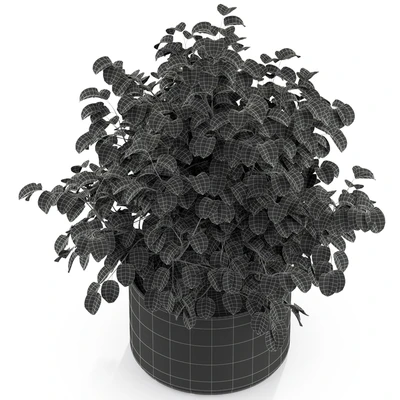 Plants collection 246 — Вид 4