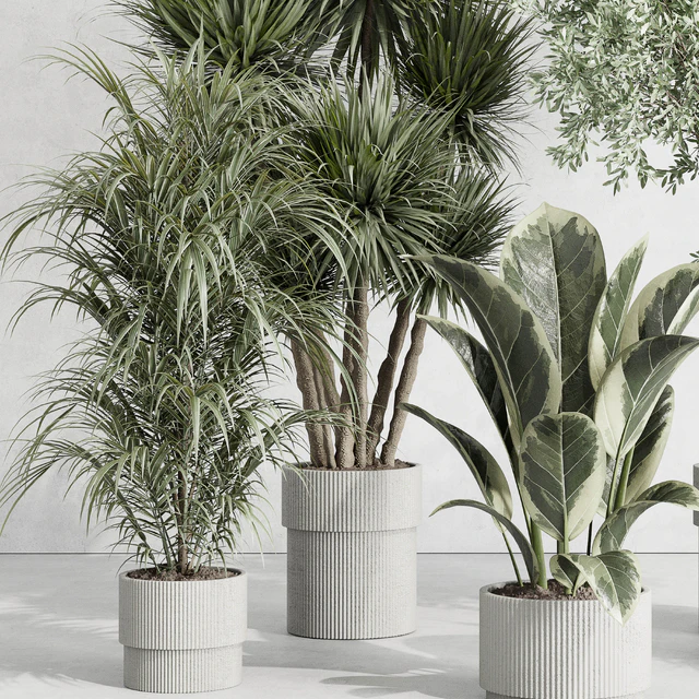 indoor plant set 414 plant ficus elastica tree palm bush concrete vase — Скачать