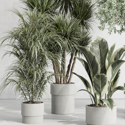 indoor plant set 414 plant ficus elastica tree palm bush concrete vase — Вид 6