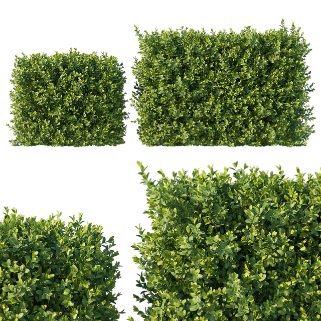 Boxwood 04 — Скачать