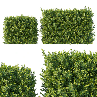 Boxwood 04 — Вид 1