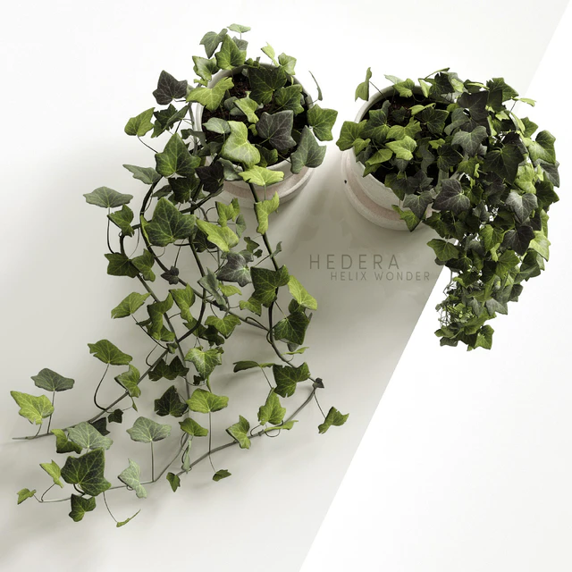 Hedera Helix wonder — Descargar