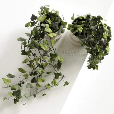 Hedera Helix wonder — Ver 3