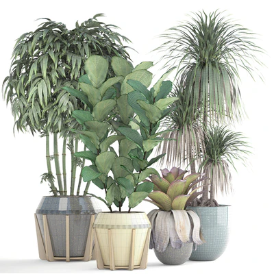 Collection of plants. Bamboo, bushes, Ficus Lyrata, Dracaena, exotic flower, bromelia — Ver 3