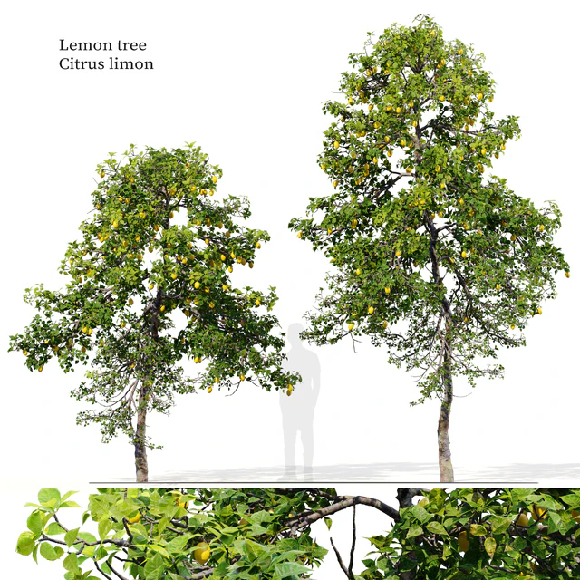 Lemon tree — Скачать