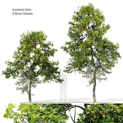 Lemon tree — Вид 1