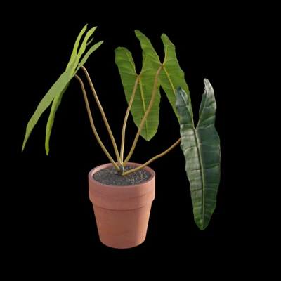 Philodendron billietiae - Croat — Вид 5