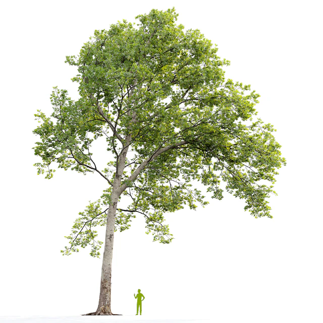Платан / Sycamore / Platanus #20 — Скачать
