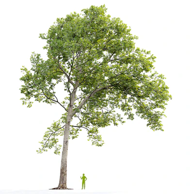Платан / Sycamore / Platanus #20 — Вид 5