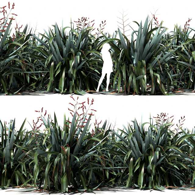 New Zealand Flax - Phormium tenax — Скачать