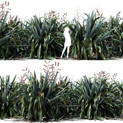 New Zealand Flax - Phormium tenax — Вид 3