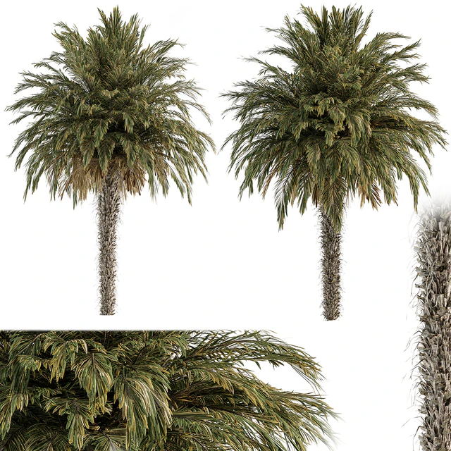 Big palm Date - Tree Set 91 — Descargar