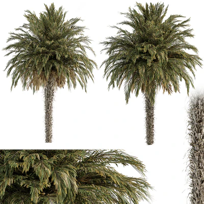 Big palm Date - Tree Set 91 — Ver 4