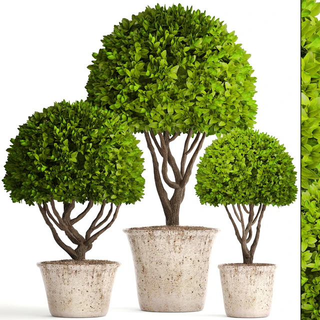 Collection of plants 126. Boxwood topiary, topiary, garden trees, garden plants, pot, outdoor flowerpot, bush, small tree — Descargar
