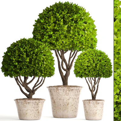 Collection of plants 126. Boxwood topiary, topiary, garden trees, garden plants, pot, outdoor flowerpot, bush, small tree — Ver 1