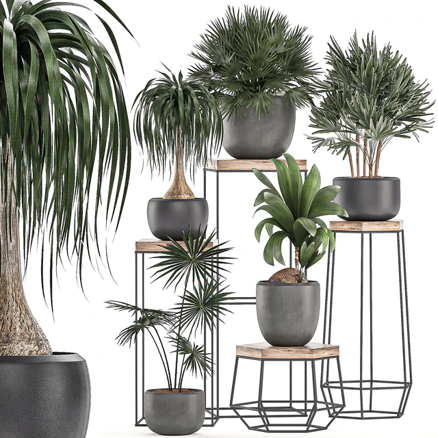 A collection of small plants in pots on stand tables with dracaena, rapeseed, palm, fan, coconut nutsifera. Set 525. — Descargar