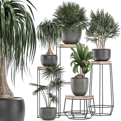 A collection of small plants in pots on stand tables with dracaena, rapeseed, palm, fan, coconut nutsifera. Set 525. — Ver 1