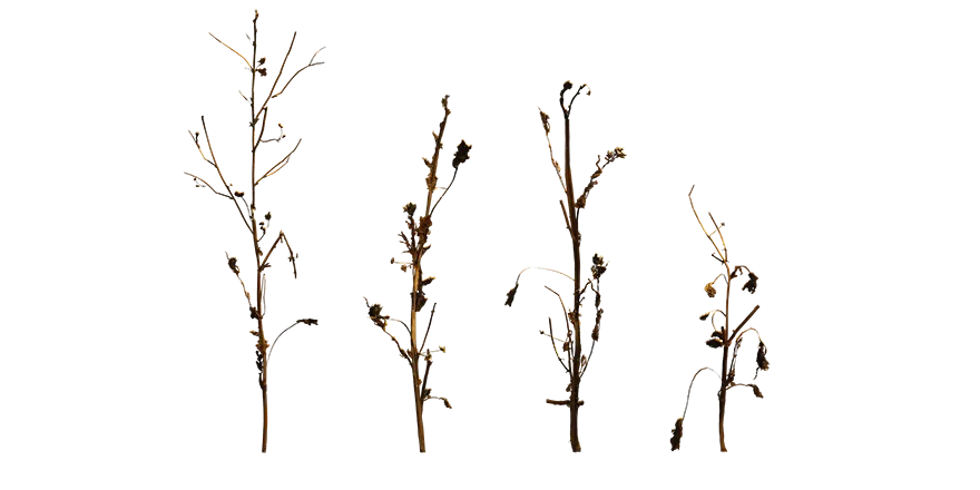 dead weed 019 — Скачать