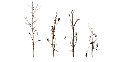 dead weed 019 — download