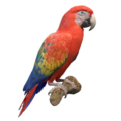 Red macaw — Ver 1