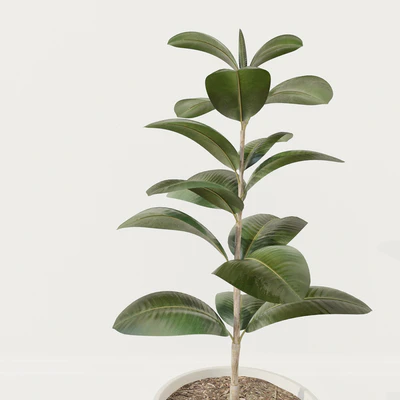 Ficus plant — Ver 2