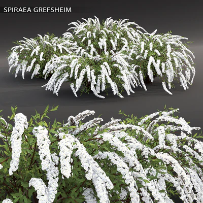 Spirea Grefsheim — Ver 1